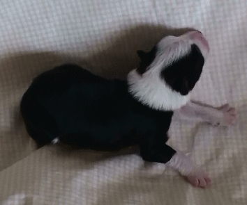 BLACK BI-COLORED FEMALE - Carolina!