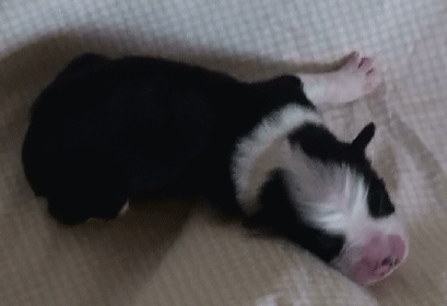 BLACK BI-COLORED FEMALE - Carolina!
