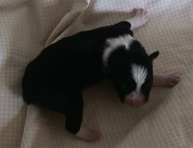 BLACK TRI-COLORED FEMALE - Georgia!