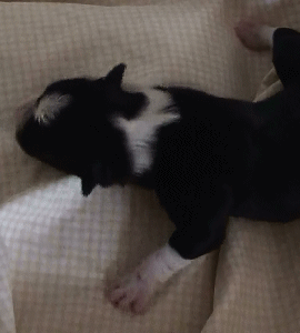 BLACK TRI-COLORED FEMALE - Georgia!