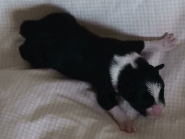 BLACK TRI-COLORED FEMALE - Georgia!