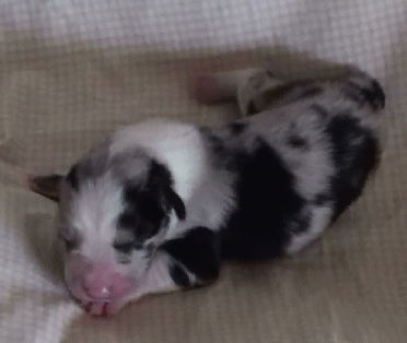 BLUE MERLE FEMALE - Indi! 