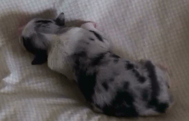 BLUE MERLE FEMALE - Indi! 