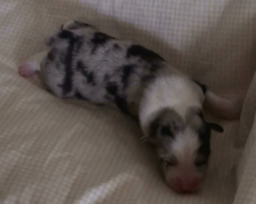 BLUE MERLE FEMALE - Indi! 