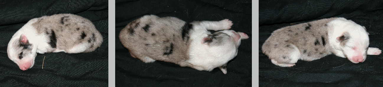 BLUE MERLE FEMALE!