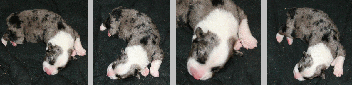 BLUE MERLE MALE 