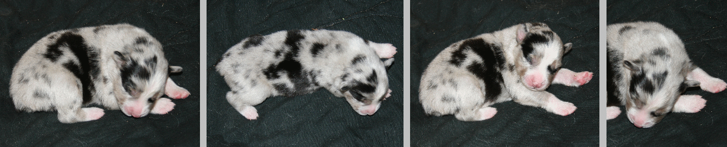 BLUE MERLE MALE 