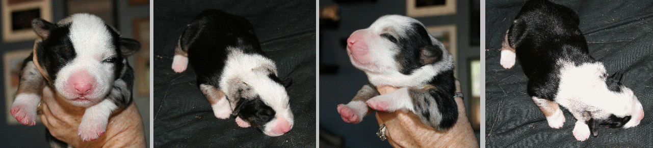 BLUE MERLE FEMALE!