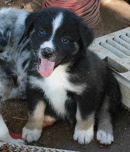 BLACK TRI-COLORED MALE - Cal!