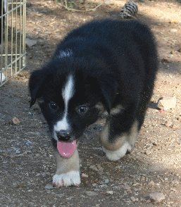 BLACK TRI-COLORED MALE - Cal! 
