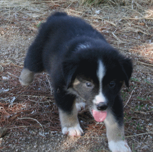 BLACK TRI-COLORED MALE - Cal! 