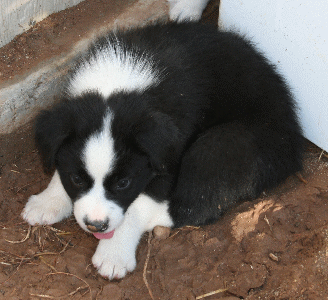 BLACK BI-COLORED MALE - Del! 