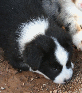BLACK BI-COLORED MALE - Del! 
