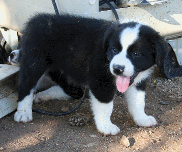 BLACK BI-COLORED MALE - Del! 