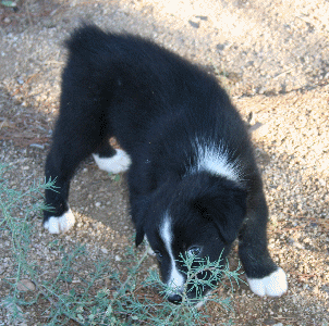 BLACK BI-COLORED MALE - Montana! 