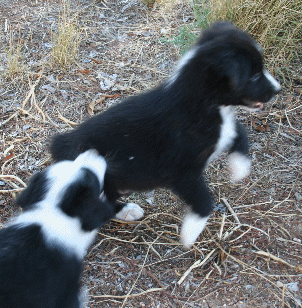 BLACK BI-COLORED MALE - Montana! 