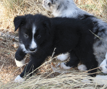 BLACK BI-COLORED MALE - Montana! 