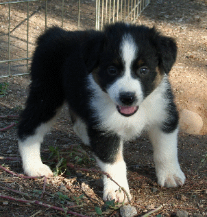 BLACK TRI-COLORED MALE - Tex! 