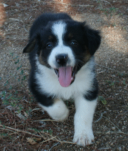 BLACK TRI-COLORED MALE - Tex! 