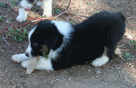 BLACK TRI-COLORED MALE - Tex! 
