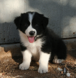 BLACK BI-COLORED MALE - Utah! 