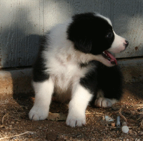 BLACK BI-COLORED MALE - Utah! 