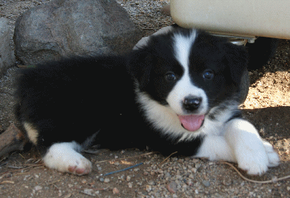BLACK BI-COLORED MALE - Utah! 