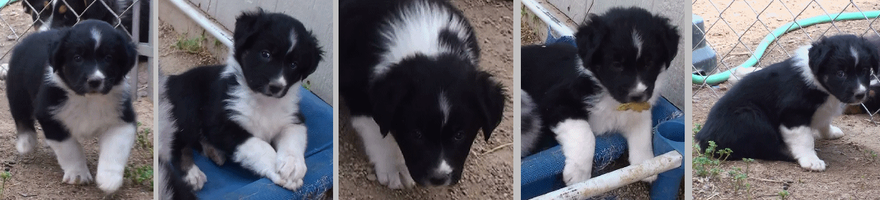 BLACK TRI MALE 