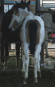 MISS PAINTED DOCALOCK - Photo taken 12/21/07!