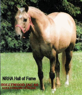 HOLLYWOOD JAC 86!  He is the great grandsire of DOC DUN IT HOLLYWOOD and a Hall of Fame reining horse!