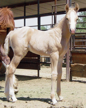 Doc's 2002 APHA Palomino Colt