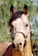 RMR Docs Gold King. Click to go to stallion page.