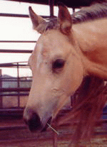 Doc's 2002 AQHA Buckskin Filly