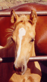 Doc's 2002 AQHA Palomino Filly