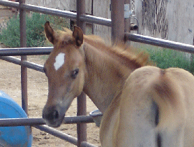 Sailor's Red Dun Filly