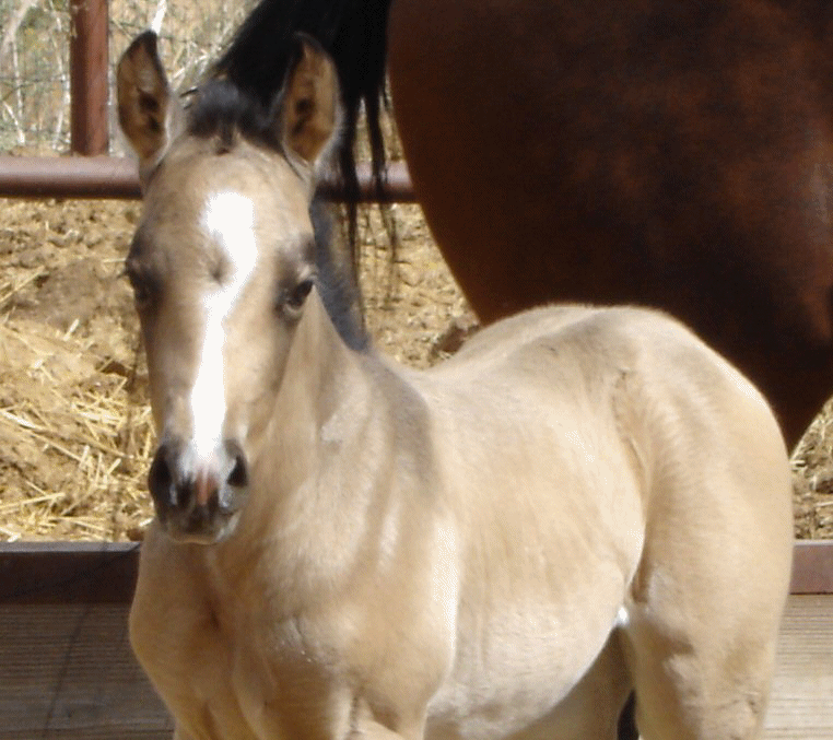 Doc's 2006 Buckskin Filly