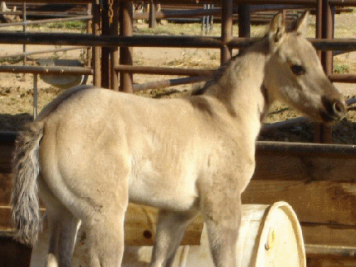 Sailor's Buckskin Dun Colt
