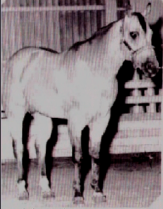 JIMOAK (Perfect's maternal grandsire)!