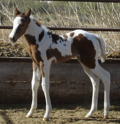 Jolie - Sorrel Tobiano filly by Perfect In Gold