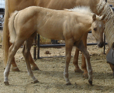 DOC N PEPPY PLAYGIRL's 2006 dunalino filly!