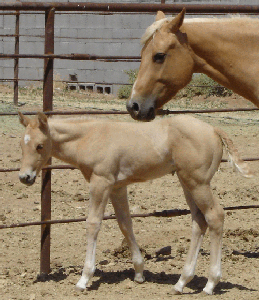 DOC N PEPPY PLAYGIRL with her 2006 dunalino filly