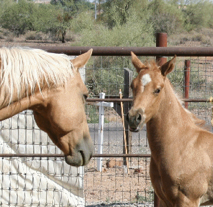 DOC N PEPPY PLAYGIRL with her 2007 colt!