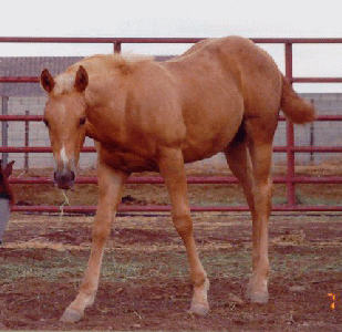 DOC N PEPPY PLAYGIRL as a weanling turning palomino!