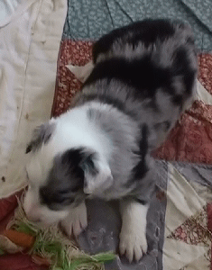BLUE MERLE FEMALE - Lisbon - $550