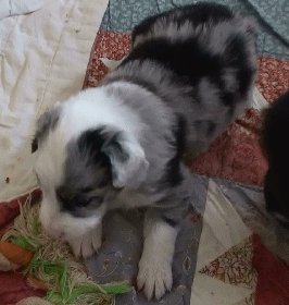 BLUE MERLE FEMALE - Lisbon - $550