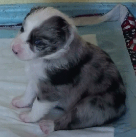 BLUE MERLE FEMALE - Lisbon - $550