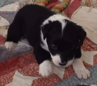 BLACK BI-COLORED MALE - London!   $350   