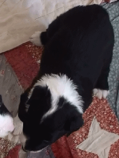 BLACK BI-COLORED MALE - London!   $350   