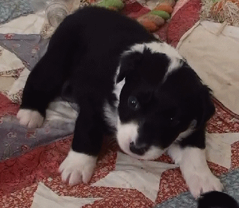 BLACK BI-COLORED MALE - London!   $350 