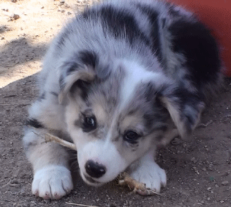 BLUE MERLE MALE!